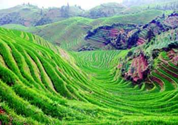 Dragon's Backbone Rice Terraces: 
Guangxi - Longsheng; 
Travel in Longsheng, Guangxi 