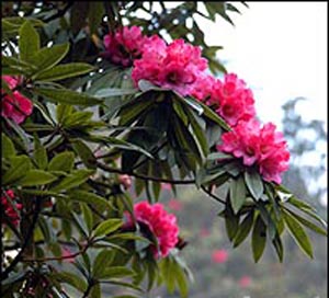 One-Hundred-Li Azalea Belt Scenic Spot: 
Guizhou - Bijie; 
Travel in Bijie, Guizhou 