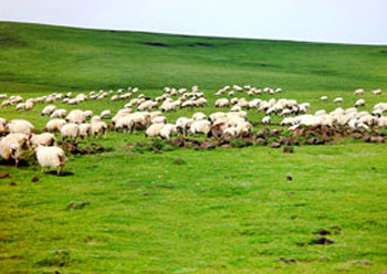 Gegentala Grassland: 
Inner Mongolia - Hohhot; 
Travel in Hohhot, Inner Mongolia 
